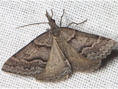 Dichromodes mesogonia