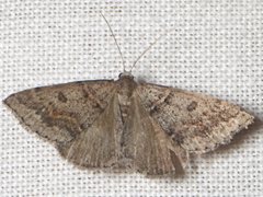 Dichromodes mesogonia