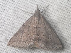 Dichromodes mesogonia