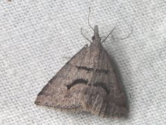 Dichromodes mesogonia