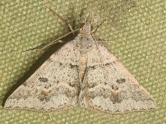 Dichromodes mesogonia