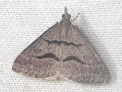 Dichromodes mesogonia