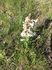 Penstemon albidus