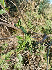 Cayaponia podantha, photograph Victoria Prosdocimo, CC BY, iNaturalist via GBIF