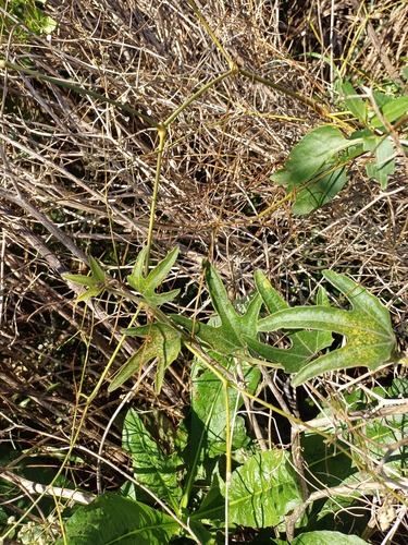 Cayaponia podantha