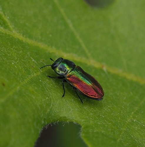 Anthaxie fulgurante