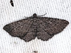 Chrysolarentia squamulata