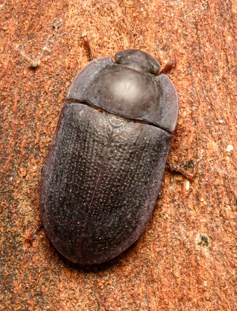 blue piedish beetles from 237265 Oaklands Rd, Oaklands Park SA 5046