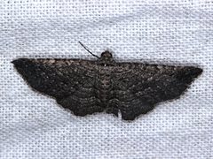 Chrysolarentia squamulata