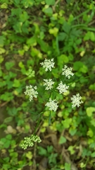 Apiaceae