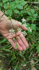 Apiaceae