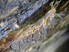Spurilla braziliana
