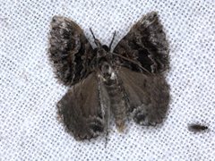 Dichromodes longidens