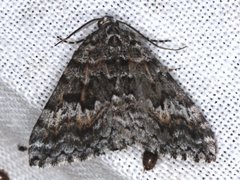 Dichromodes longidens