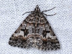 Dichromodes longidens