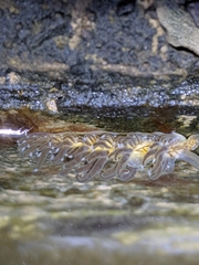 Spurilla braziliana