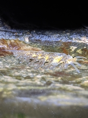 Spurilla braziliana