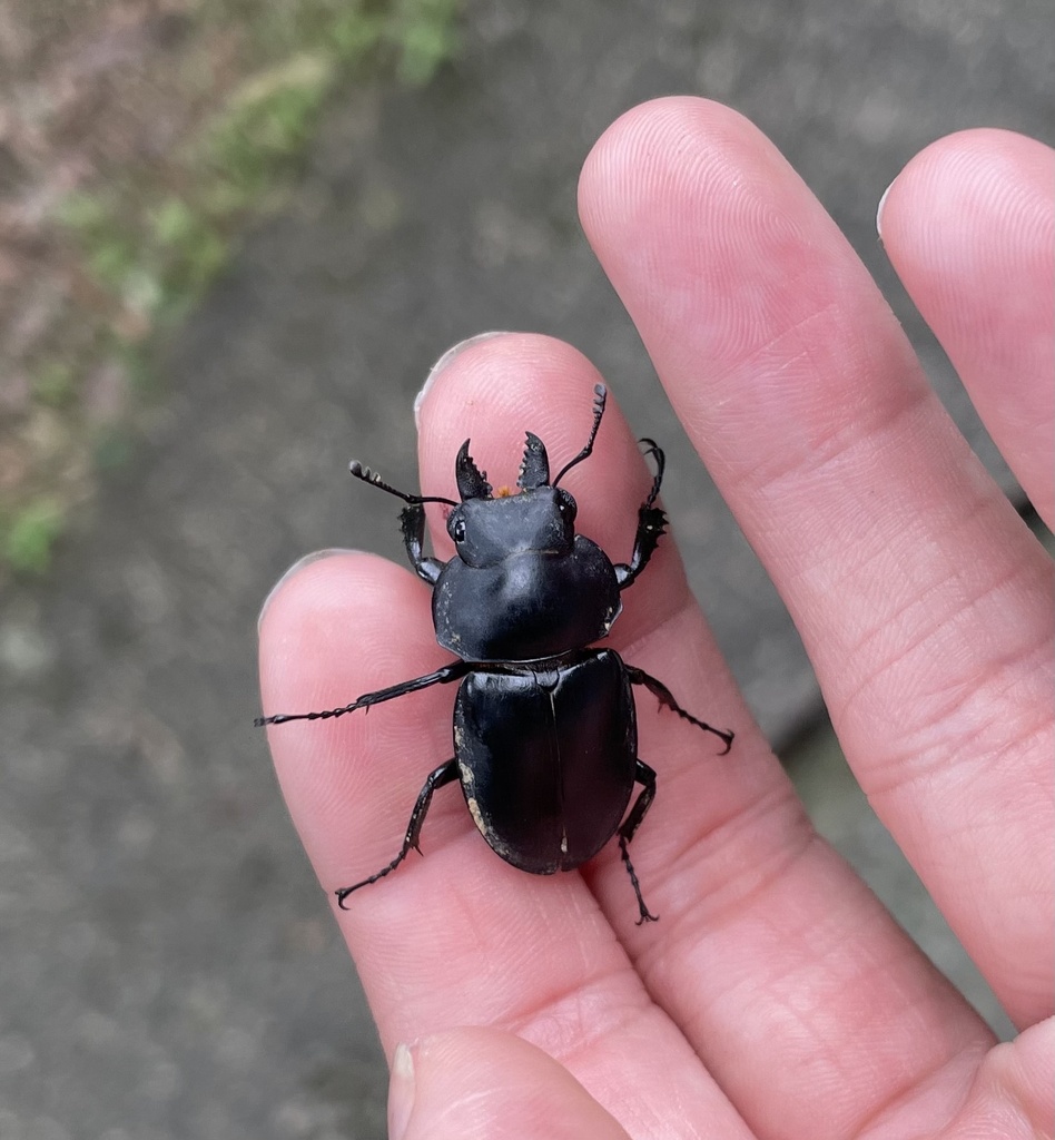 Neolucanus sinicus