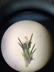 Navarretia intertexta