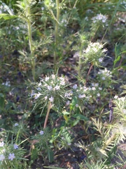 Navarretia intertexta