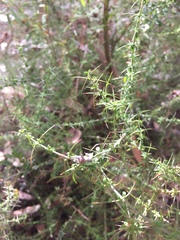 Prostanthera spinosa