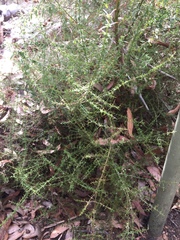 Prostanthera spinosa