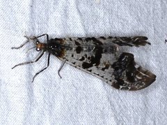 Periclystus circuiter