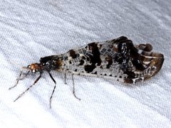 Periclystus circuiter