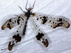 Periclystus circuiter