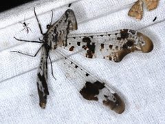 Periclystus circuiter