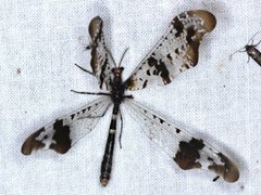 Periclystus circuiter