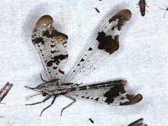 Periclystus circuiter