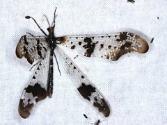 Periclystus circuiter