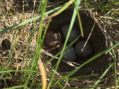 Calcarius ornatus