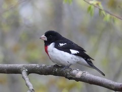 Pheucticus ludovicianus