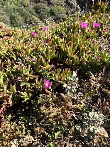 Carpobrotus chilensis