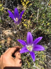 Brodiaea elegans elegans