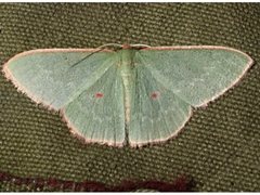 Chlorocoma cadmaria