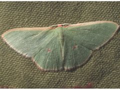 Chlorocoma cadmaria