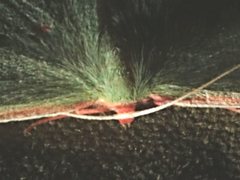 Chlorocoma cadmaria