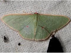 Chlorocoma cadmaria