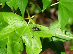 Eristalis saxorum