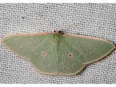Chlorocoma cadmaria