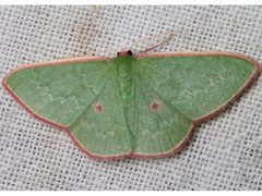 Chlorocoma cadmaria