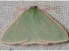 Chlorocoma cadmaria