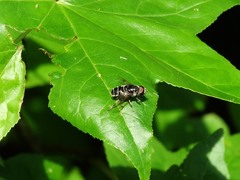 Eristalis saxorum