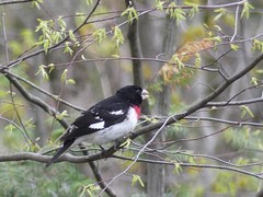 Pheucticus ludovicianus