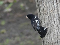 Pheucticus ludovicianus