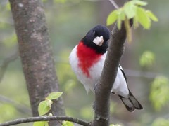 Pheucticus ludovicianus