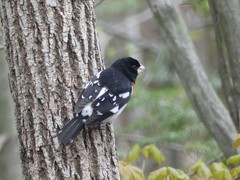 Pheucticus ludovicianus